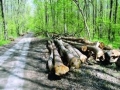 Actiuni ample de control pentru prevenirea si combaterea taierilor ilegale de arbori