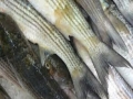 Propunere a Comisiei Europene privind posibilitatile de pescuit pentru 2012